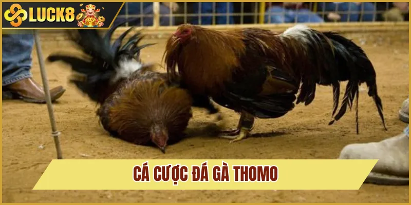cá cược đá gà thomo
